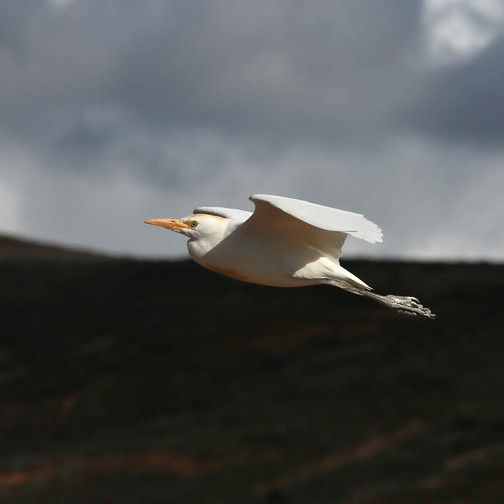 Vogels kijken