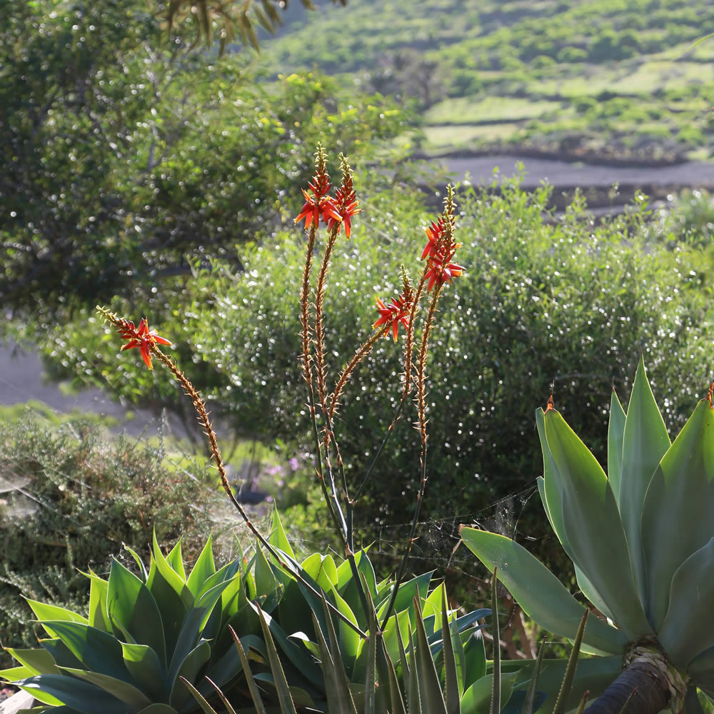 Garden Finca Chafariz