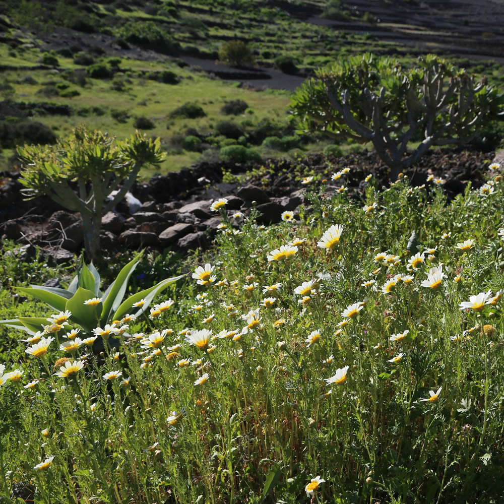 Genießen Sie das Unkraut und die Wildblumen
