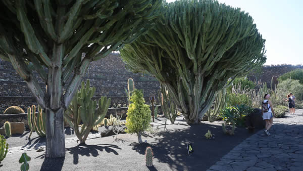 Jardin de Cactus Guatiza Lanzarote
