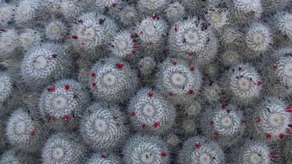 Jardin de Cactus Guatiza Lanzarote