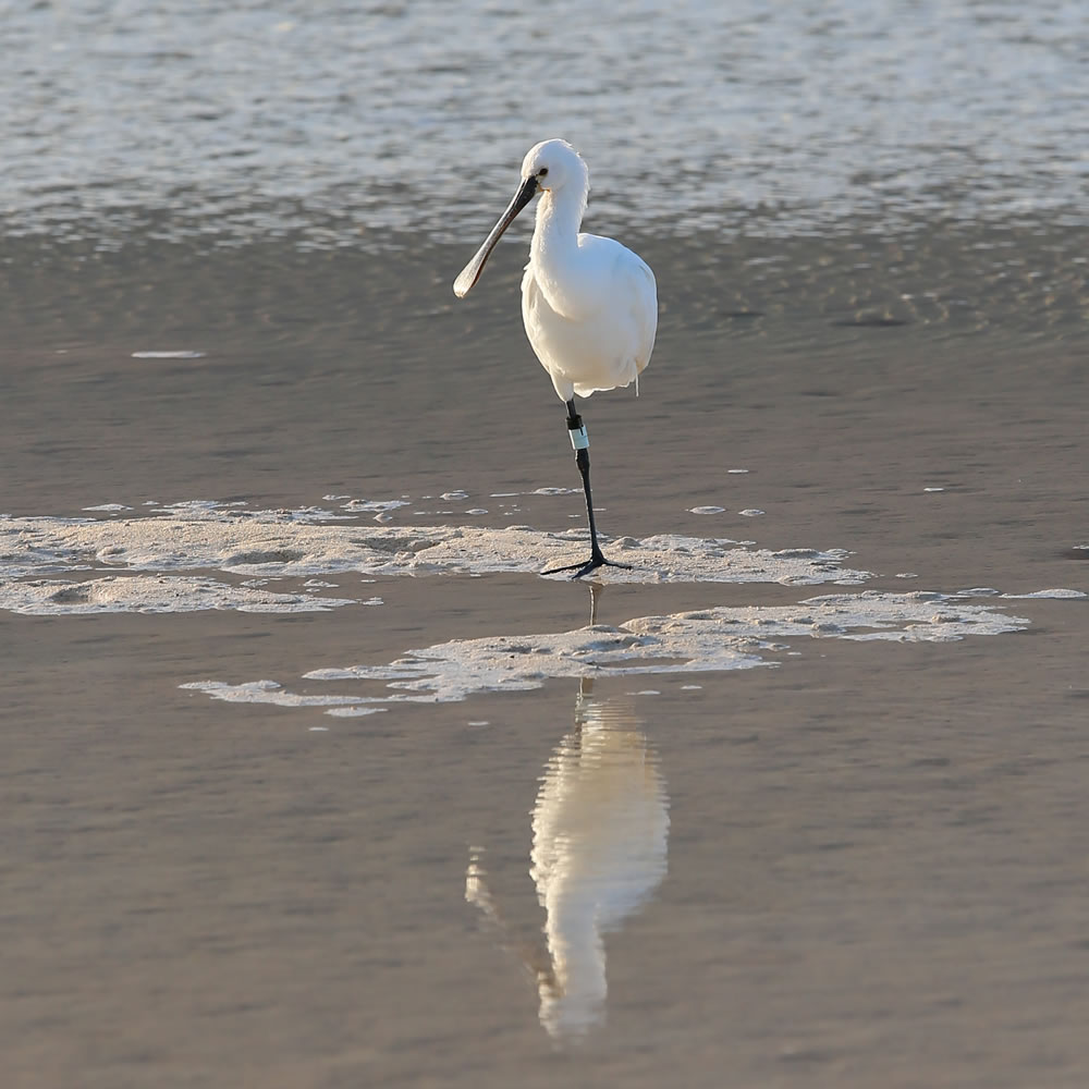 Lepelaar bij Caleton Blanco Lanzarote