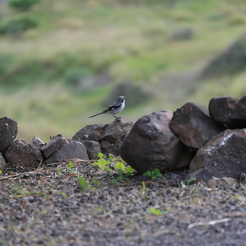 Wildlife near Finca Chafariz