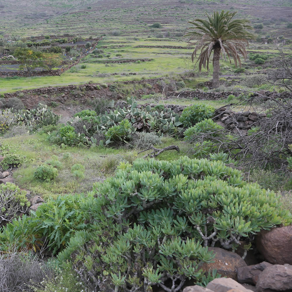 Groene dal van Temisa met cactussen en palmen