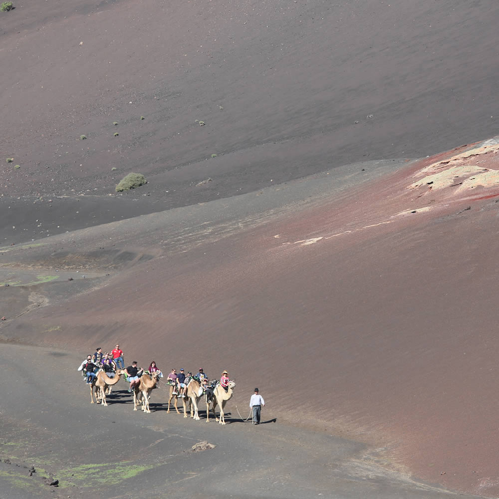 Dromedarissen bij het Timanfaya National Park