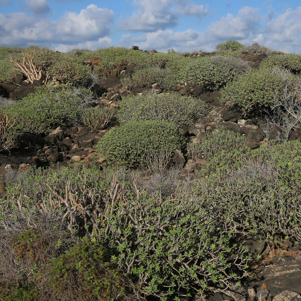 Wandern bei Punta Mujeres